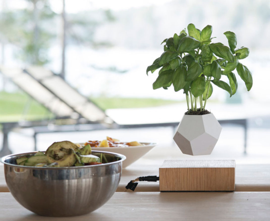 plantes-leviter-9