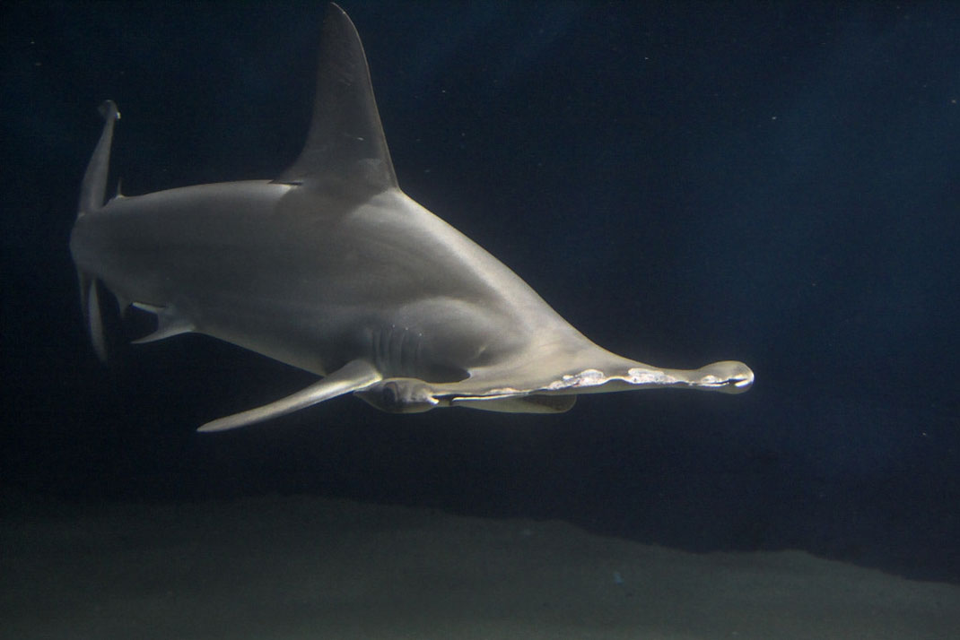 requin-marteau