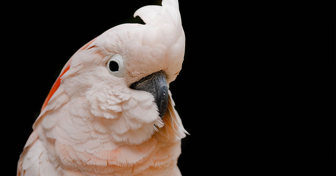 une-oiseaux-1