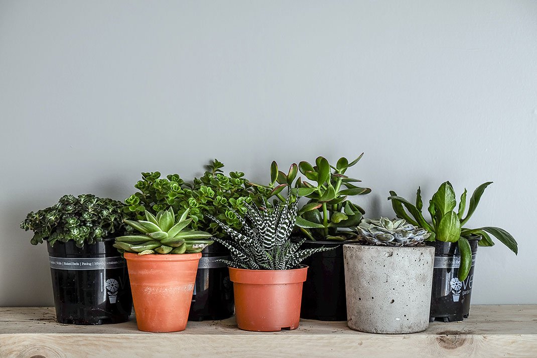 Des plantes d'intérieur via Shutterstock
