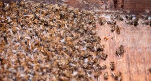 UNE-ABEILLE-MORTE