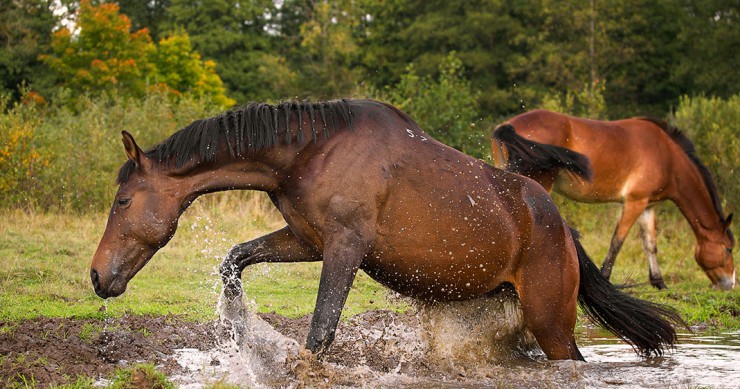 Une-cheval