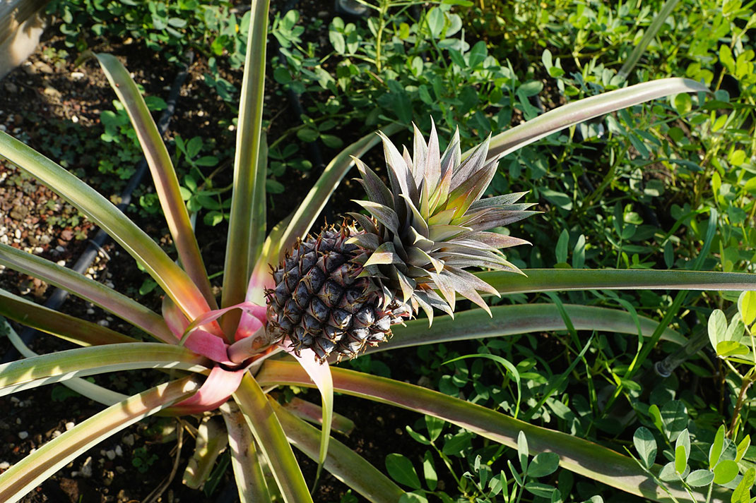ananas