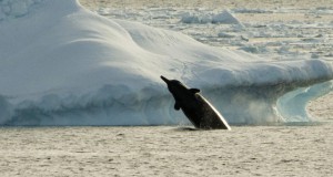 une-baleine-bec