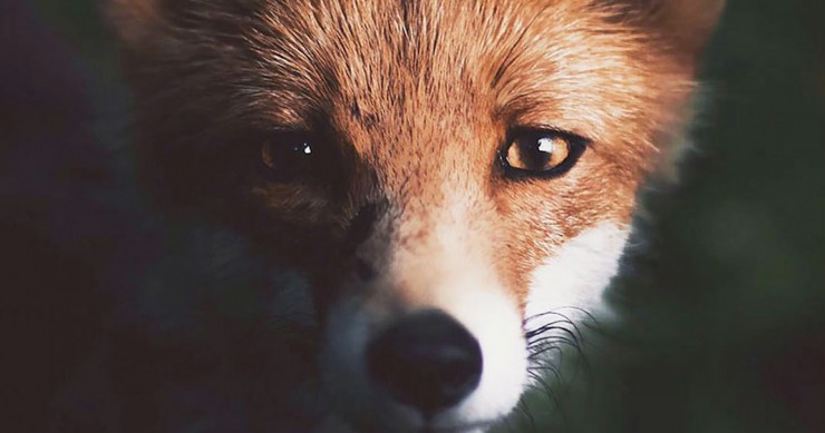 une-renard-finmande