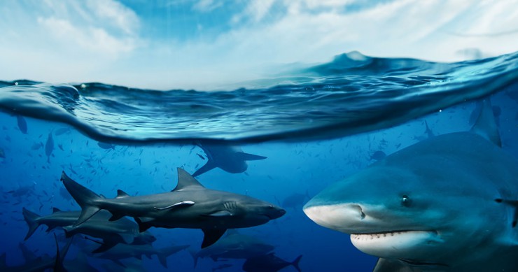 une-requins-quiz