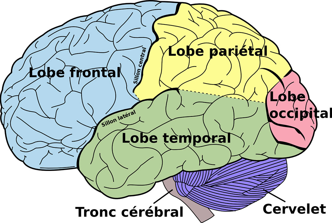 Schéma d'un cerveau humain