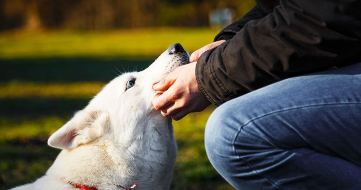 une-chien-affection