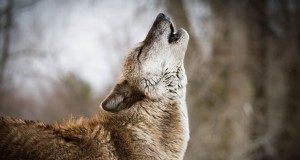 une-loup