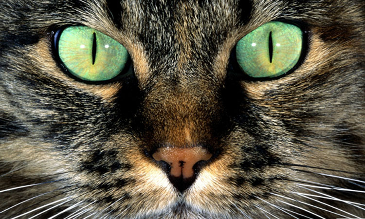 12-facons-de-voir-le-monde-a-travers-les-yeux-des-animaux1