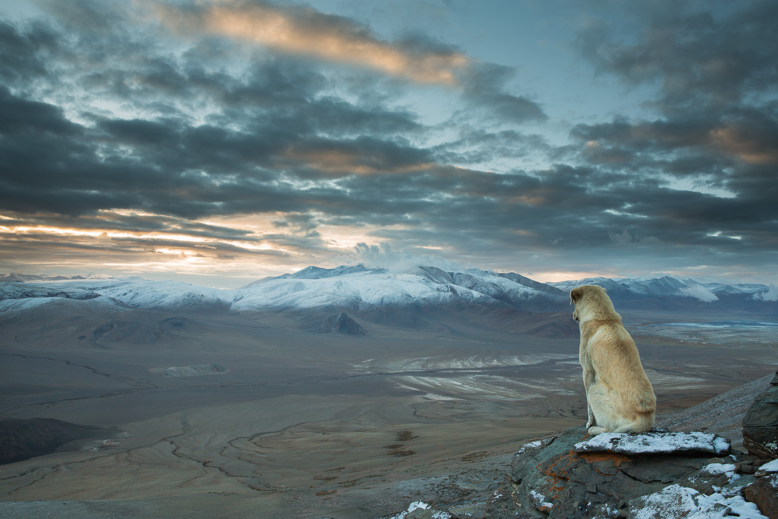 himalaya-chien