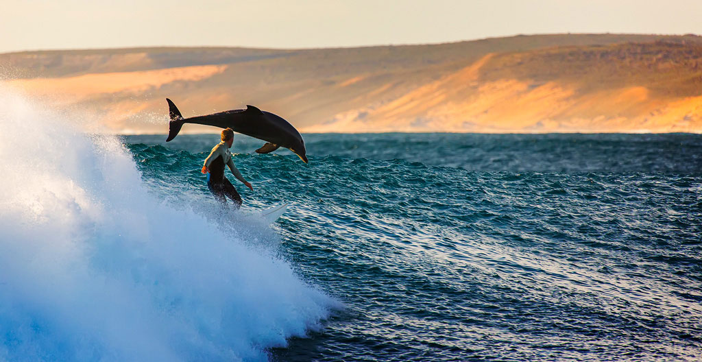 dauphin-surfeur-australie