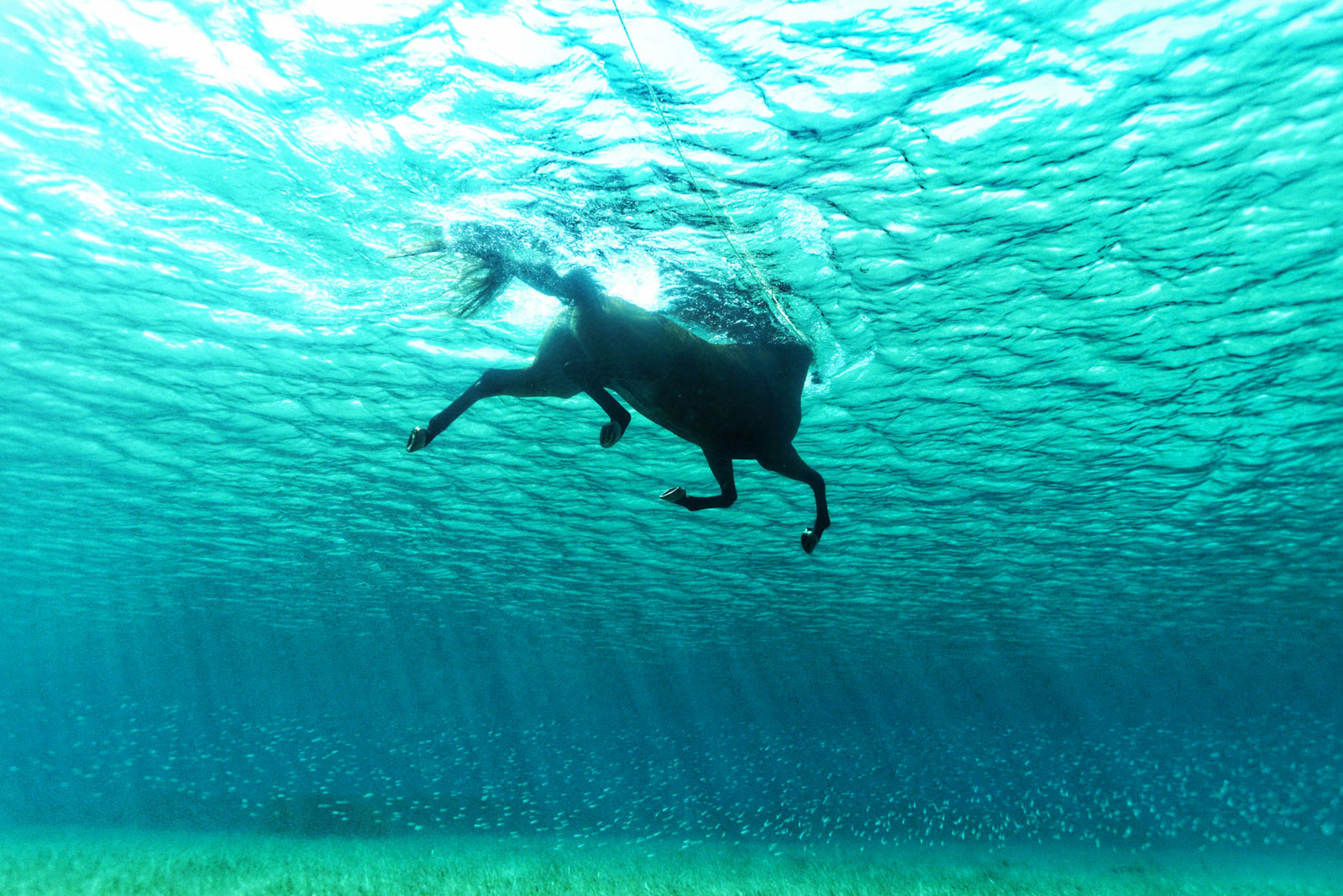 cheval-eau